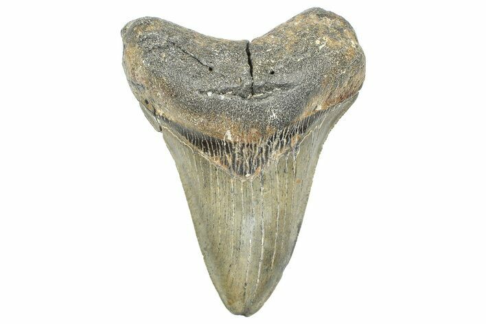 Serrated, Fossil Megalodon Tooth - North Carolina #363729